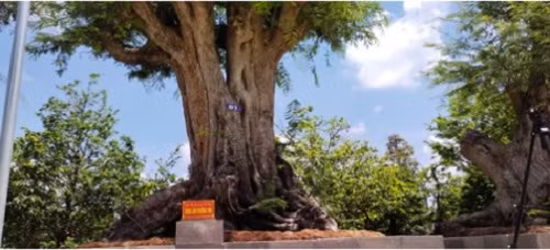 Đó chính là lý do cây me kiểng cổ thụ được đặt cái tên “Song lão trường thọ” mang ý nghĩa vô cùng thi vị. Ảnh: Congan