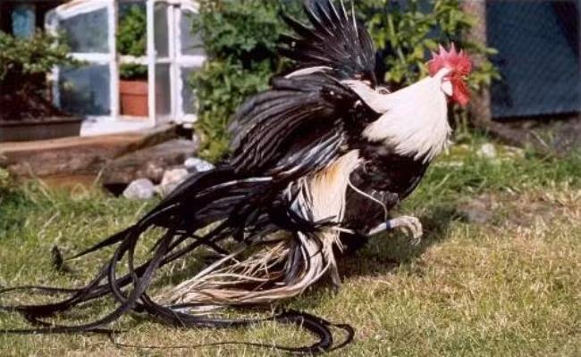 Đáng chú ý, giống gà cảnh này có thể bán được cả trăm triệu đồng/con tùy vào độ bắt mắt của chiếc đuôi. Ảnh: Dân Việt