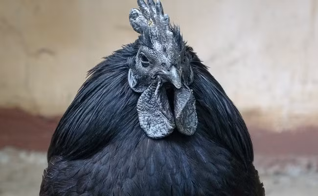Giống gà mặt quỷ màu đen tuyền từ đầu đến chân có nguồn gốc từ Indonesia. Tại Việt Nam, giống gà xấu xí đã được nuôi và nhân giống tại Bình Dương. Ảnh: Dân Việt
