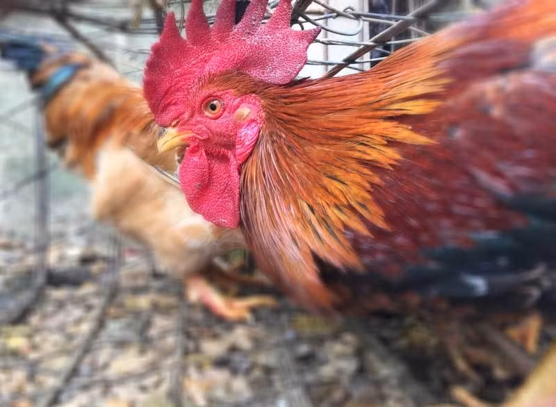 Không chỉ vậy, những con gà chín cựa nuôi lấy thịt cũng có giá từ 200.000 - 400.000 đồng/kg song rất khó để mua. Ảnh: Vietnamnet