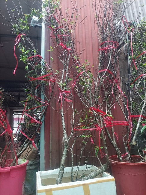 Tiểu thương này cho biết, bắt đầu bán cành đào từ đầu tháng 10. Mới khoảng nửa tháng chị đã bán ra thị trường hơn 100 cành đào lớn, nhỏ. Ảnh: Dân Việt