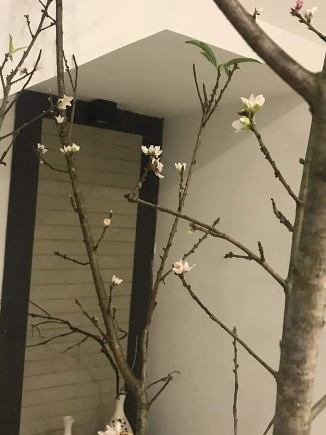 Những cành đào nở sớm ít nụ nhưng rất tự nhiên được nhiều chị em săn lùng. Ảnh: Hoài An
