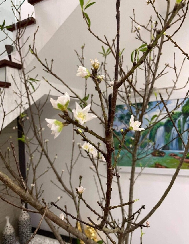 Theo một người bán ở Thanh Trì (Hà Nội), rất nhiều khách hàng tỏ ra thích thú với hoa đào nở sớm nên không ngần ngại vê mua về cắm chơi. Ảnh: Dân trí