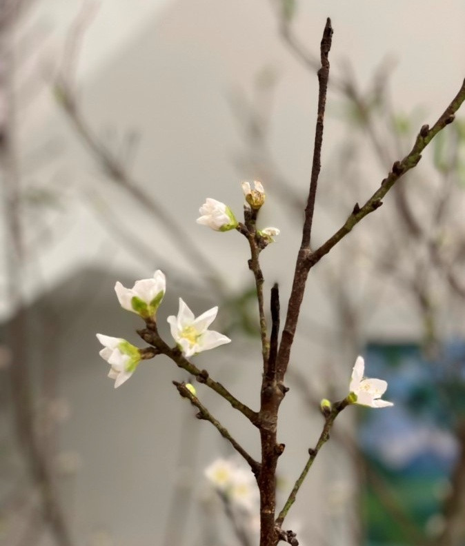 Theo đó, những cành đào nhỏ, dài cỡ khoảng hơn 1m có giá khoảng 350.000 - 500.000 đồng; còn những cành to, dài từ 3 - 4m giá từ 1 - 1,5 triệu đồng. Ảnh: Infonet