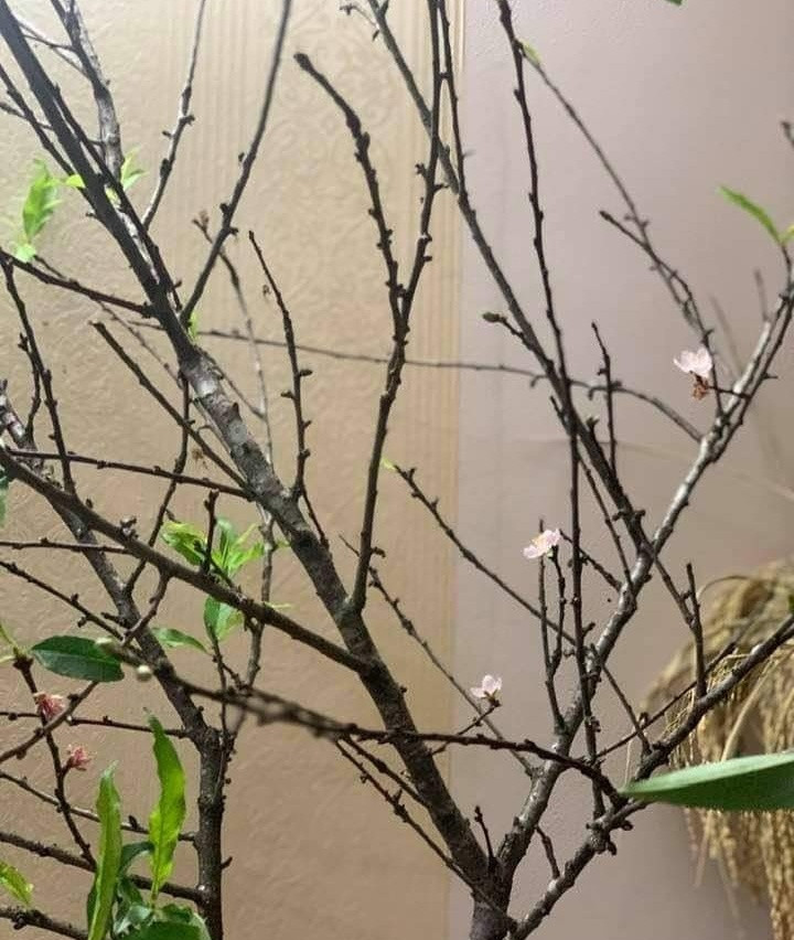 Mỗi cành đào có độ dài khoảng từ 1 - 4m. Người bán dựa vào kích thước, số lượng hoa, lá, nụ để định giá bán. Ảnh: Infonet