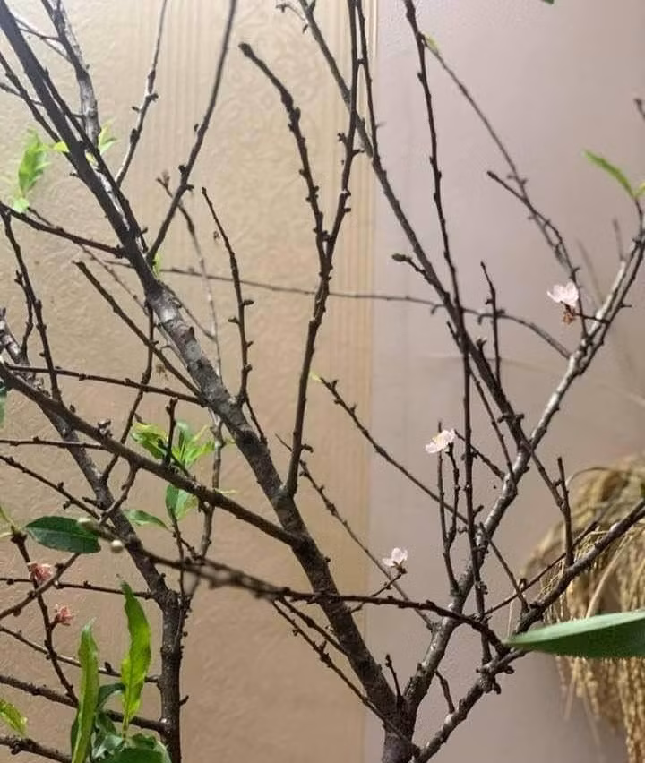 Mỗi cành đào có độ dài khoảng từ 1 - 4m. Người bán dựa vào kích thước, số lượng hoa, lá, nụ để định giá bán. Ảnh: Infonet