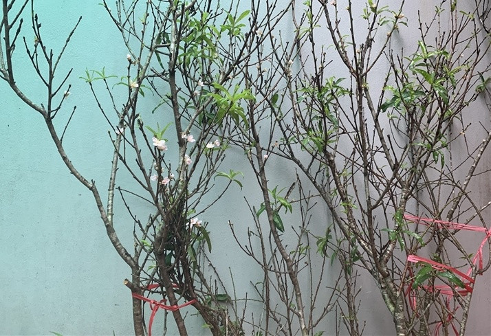 Hơn 3 tháng nữa mới đến Tết Nguyên Đán nhưng gần đây trên thị trường đã xuất hiện hàng loạt người bán đào nở sớm với giá từ vài trăm đến cả triệu đồng/cành. Ảnh: VTCNews