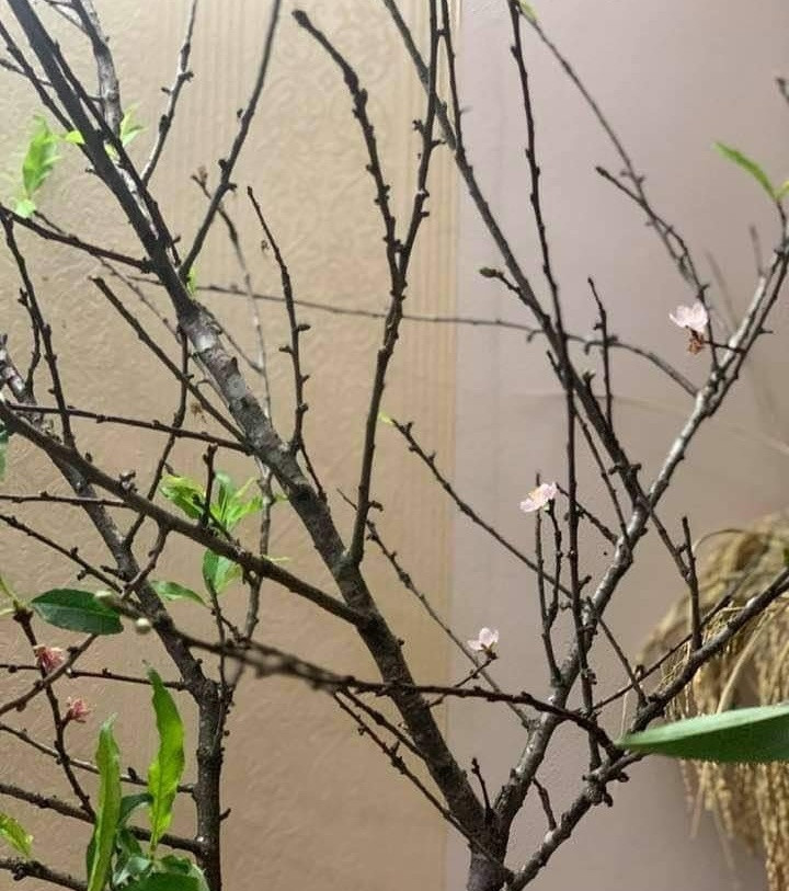 Nhiều người Hà Nội cảm thấy bất ngờ vì mới đầu mùa đông mà đã có hoa đào. Ảnh: Infonet