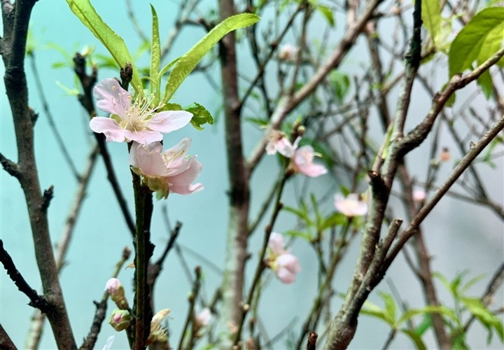 Đây là những cành đào rừng được vận chuyển từ Sơn La về Hà Nội và có thể chơi được cả tháng. Ảnh: VTCNews.