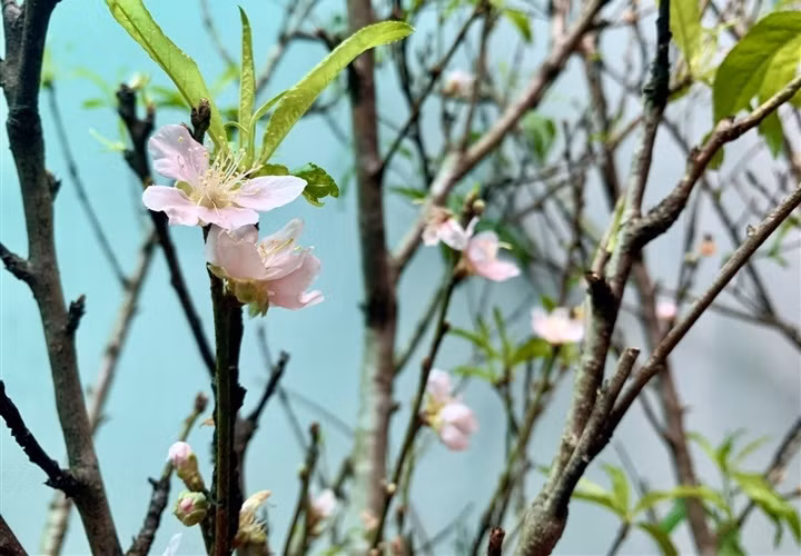 Đây là những cành đào rừng được vận chuyển từ Sơn La về Hà Nội và có thể chơi được cả tháng. Ảnh: VTCNews.