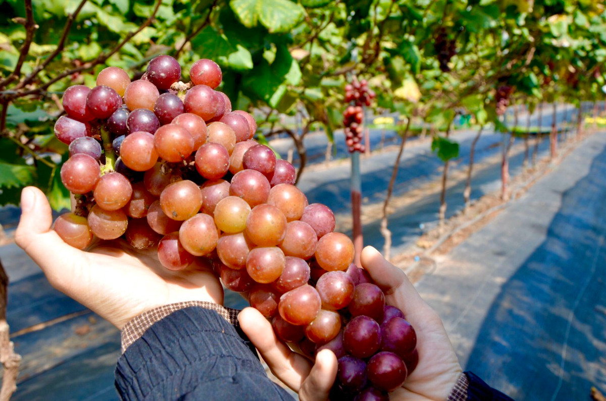 Với tổng diện tích hơn 5.000 m2, dự kiến, vụ nho năm nay nhà chị Hạnh thu hoạch được khoảng 2 tấn quả. Với giá bán 150.000 đồng/kg, mỗi vụ nho có thể cho thu hoạch khoảng 300 triệu đồng. Ảnh: Dân trí