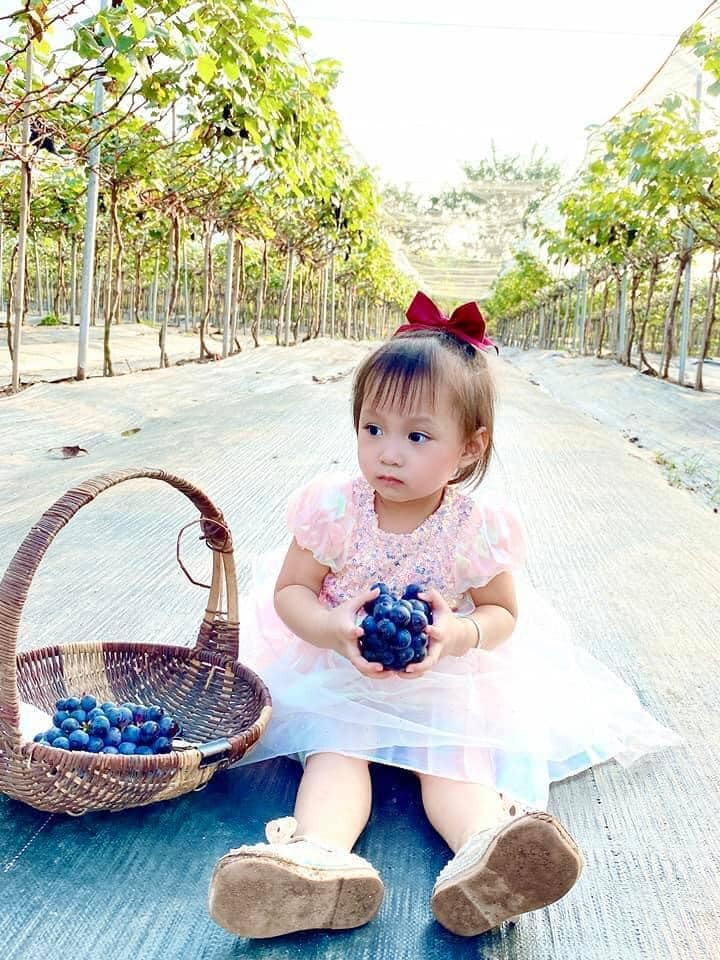 Vào cuối tuần, vườn nho đón hơn 500 khách đến tham quan. Ảnh: Facebook