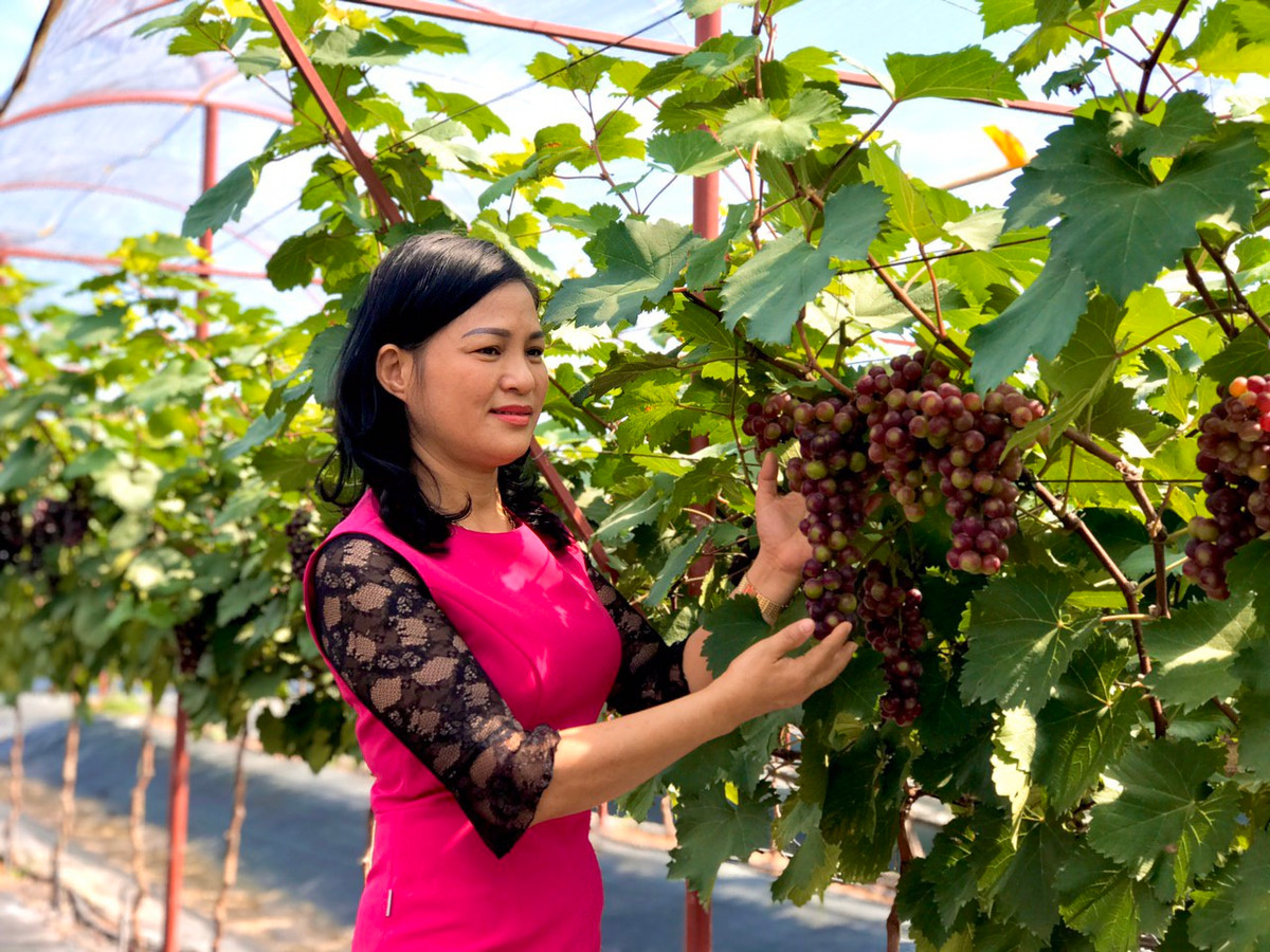 Sau gần 1 năm, vườn nho nhà chị Hạnh cho những chùm quả sai trĩu cành. Người dân các xã lân cận đều ngỡ ngàng và tìm đến thăm quan. Ảnh: Dân trí