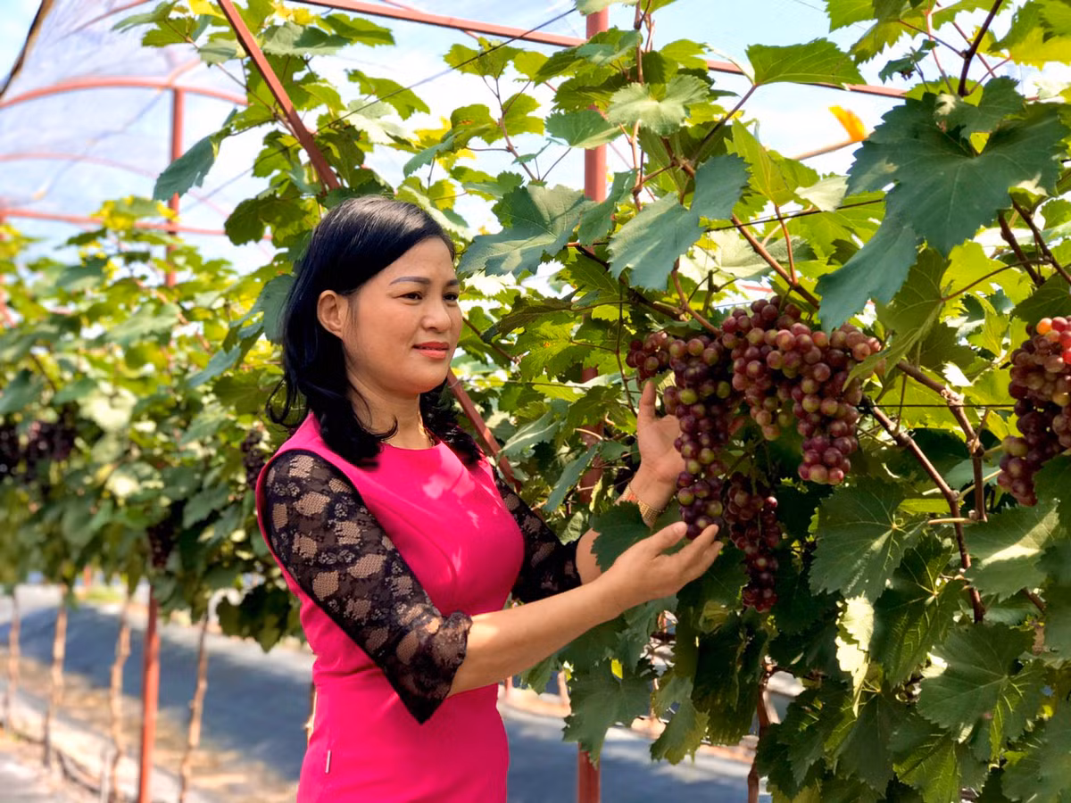 Sau gần 1 năm, vườn nho nhà chị Hạnh cho những chùm quả sai trĩu cành. Người dân các xã lân cận đều ngỡ ngàng và tìm đến thăm quan. Ảnh: Dân trí