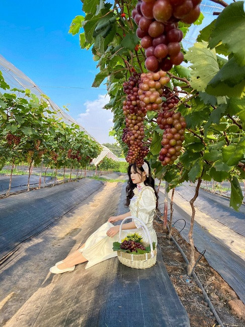 Những ngày này, vườn nho trĩu quả của gia đình chị Hạnh luôn tấp nập khách mua, khách vào tham quan, chụp hình. Ảnh: Dân Việt