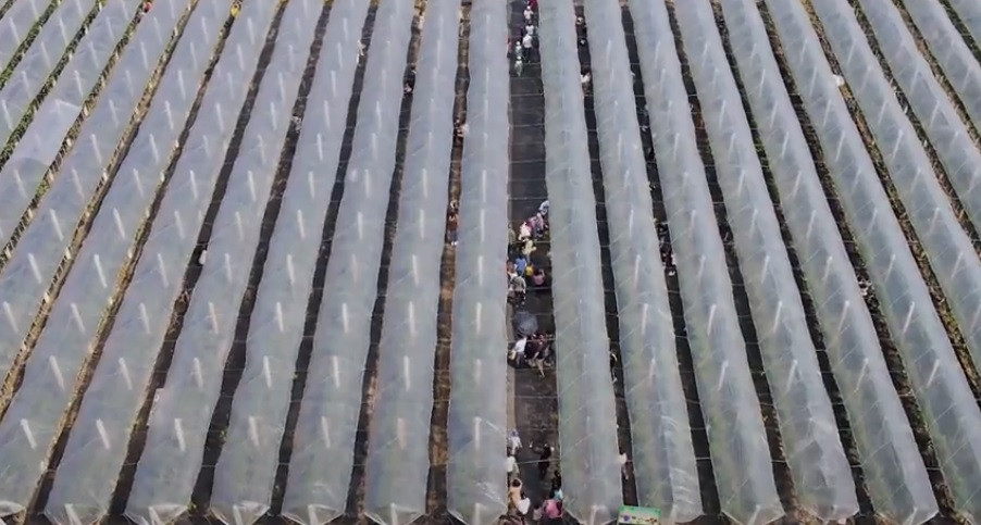 Phương pháp chăm sóc che phủ bạt nên khi nhìn ảnh nhiều người hiểu nhầm là vườn nho tại Ninh Thuận hoặc đâu đó tại vùng đất ngàn hoa Đà Lạt. Ảnh: chụp màn hình