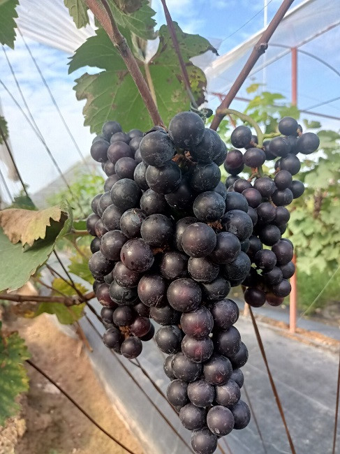 Nho trong vườn của gia đình chị Hạnh là nho hạ đen có xuất xứ từ Trung Quốc. Giống nho này có độ sinh trưởng khỏe, ngọt, quả tròn, sai quả, thịt quả dày và nhanh được thu hoạch. Ảnh: Dân Việt
