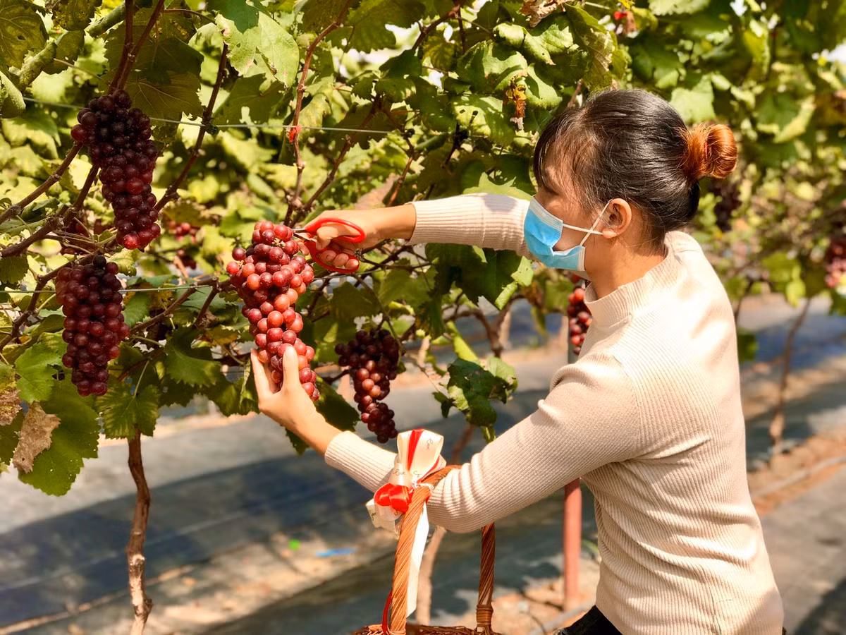 Theo chị Nguyễn Hồng Hạnh (Đan Phượng, Hà Nội), sau thời gian dài canh tác từ lúa cho đến cây ăn trái nhưng không hiệu quả, gia đình chị quyết định cải tạo đất sang trồng nho. Ảnh: Dân trí