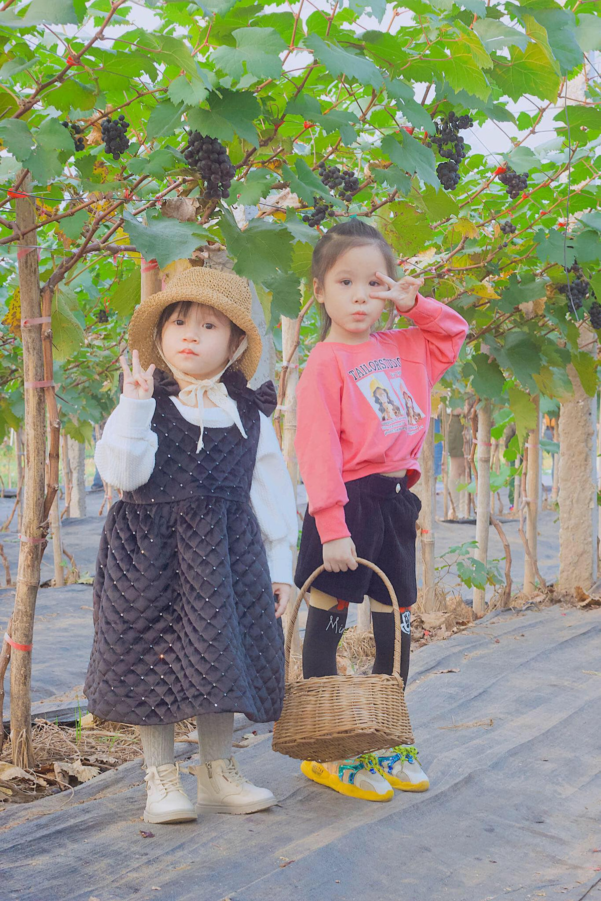 Toàn bộ nông trại có diện tích 4ha, trong đó khu vườn nho chiếm 2,5ha với 5 giống nho chủ đạo và 20 giống nho đang trồng thử nghiệm. Ảnh: Facebook