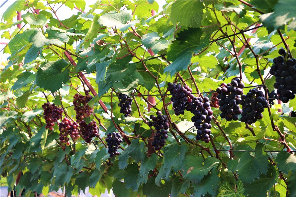 Ngoài ra, mô hình trồng nho hạ đen tại huyện Đan Phượng (Hà Nội) cũng đang là điểm du lịch trải nghiệm hút khách. Ảnh: Lao động