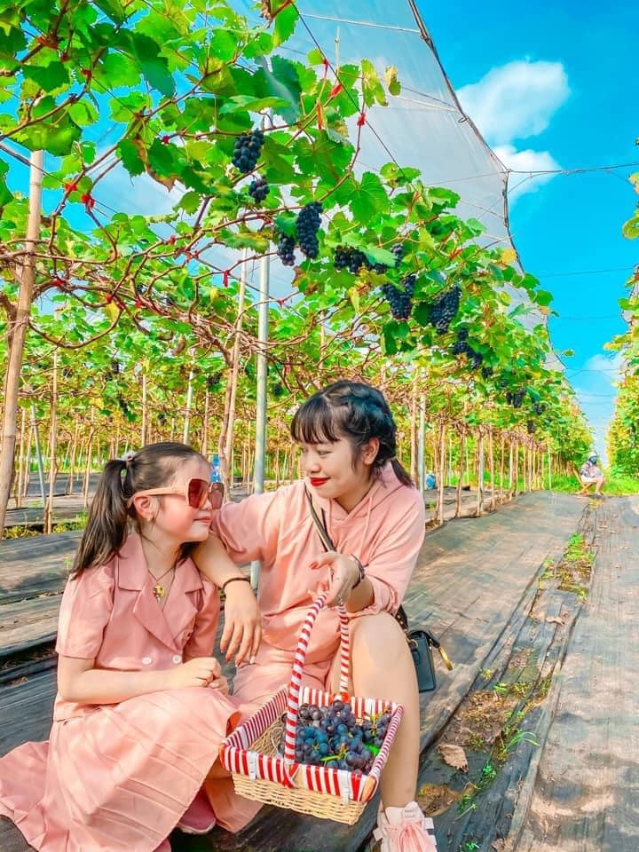 Các giống nho tại vườn chủ yếu là nho đen không hạt của Nhật Bản. Giá vé vào vườn là 30.000 đồng/người. Nho hái mang về giá 200.000 đồng/kh. Ảnh: Facebook