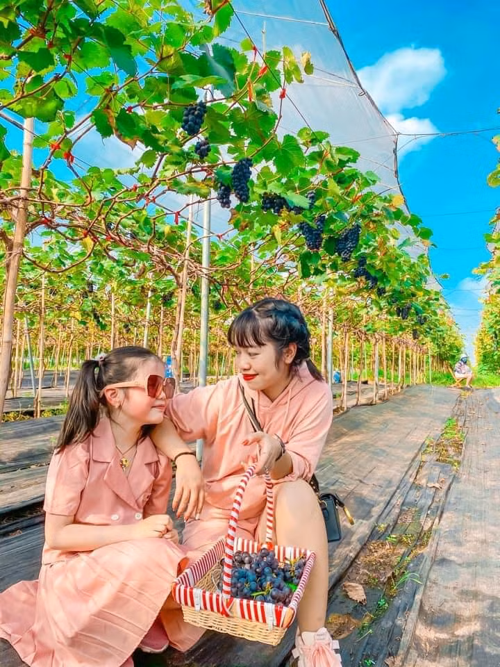 Các giống nho tại vườn chủ yếu là nho đen không hạt của Nhật Bản. Giá vé vào vườn là 30.000 đồng/người. Nho hái mang về giá 200.000 đồng/kh. Ảnh: Facebook