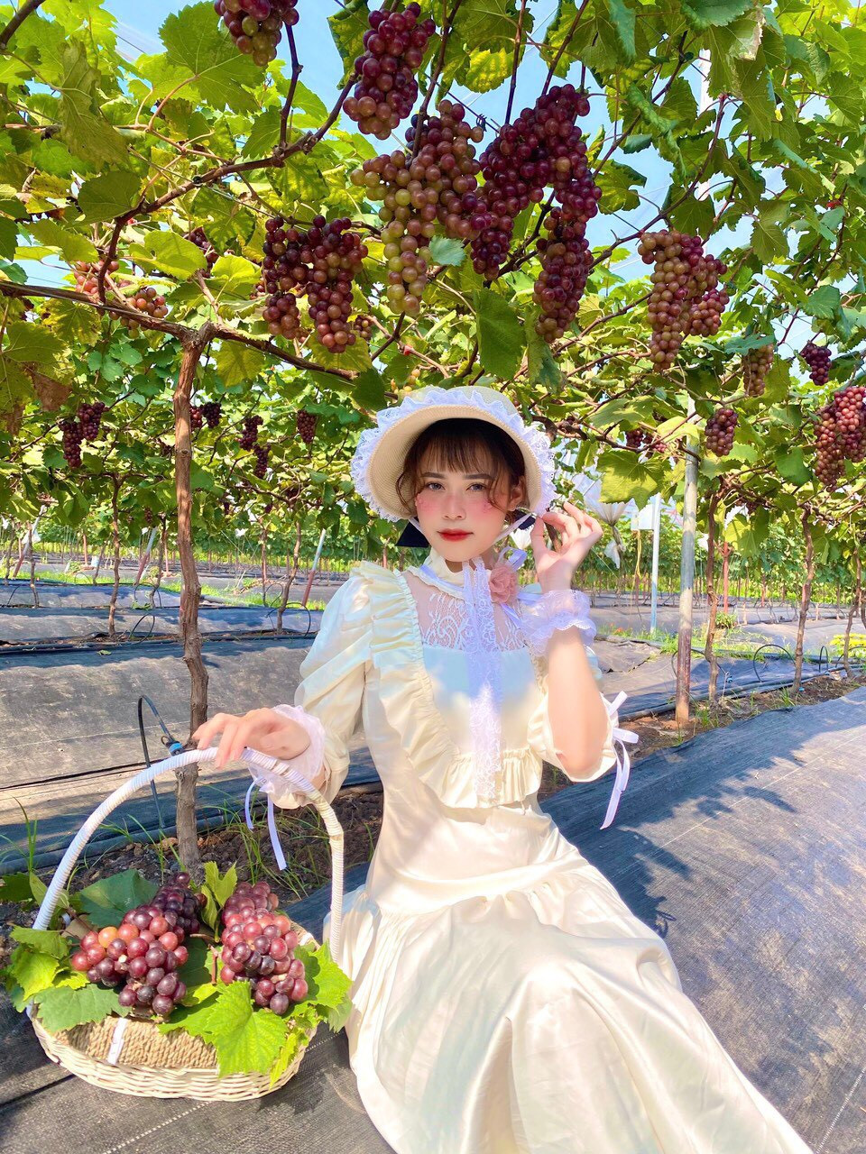 Hiện tại, gia đình chị Hạnh đang mở cửa vườn nho cho mọi người vào tham quan trải nghiệm miễn phí. Khách hàng có nhu cầu có thể tự tay cắt nho mua mang về với giá 150.000 đồng/kg. Ảnh: Dân trí