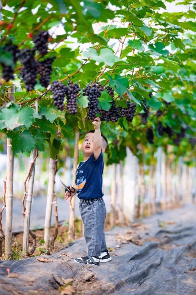 Can canh 2 vuon nho triu qua giua Thu do thu tram trieu moi vu