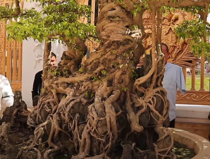 Theo nghệ nhân Hưng Yên, nhiều chậu cảnh ở Việt Nam đang phát giá hàng chục tỷ đồng, nếu so sánh, "Độc long kim cương" phải đáng giá 300 tỷ. Ảnh chụp màn hình