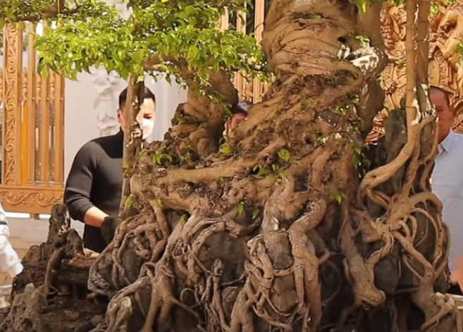 Bộ rễ già đan vào nhau ôm đá nguyên khối, sần sùi. Ảnh chụp màn hình