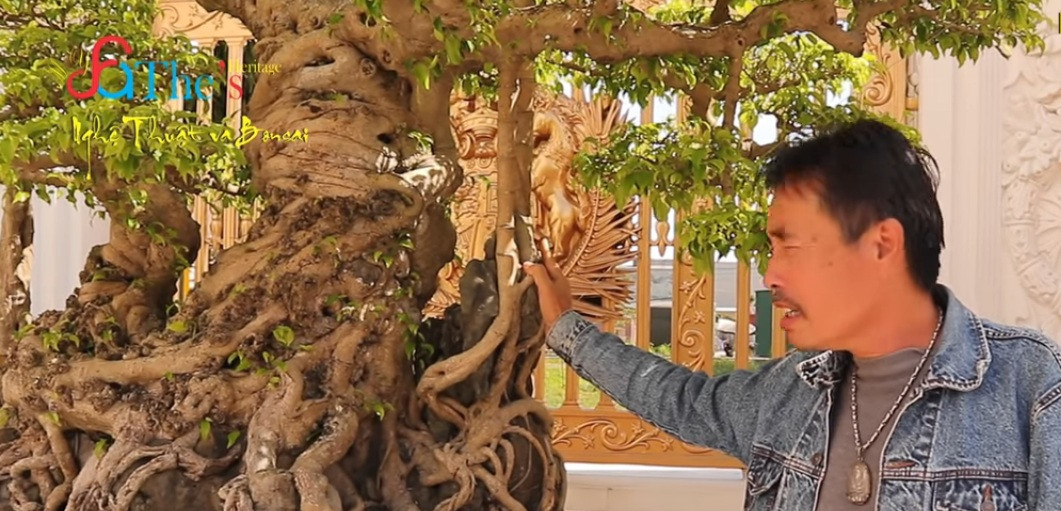 Cây sanh cổ trăm tuổi này là dòng sanh nam điền, đã được mua lại từ một nghệ nhân người Nam Định, với giá 550 triệu đồng. Ảnh chụp màn hình