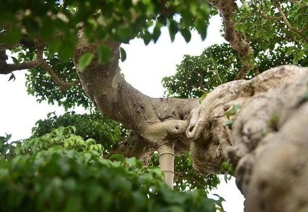 Ông Hòa tâm sự, vì nhiều lý do như sức khoẻ và các dự định tương lai, ông đã chuyển nhượng "Độc long kim cương" cho đại gia Hải Dương - người khách lâu năm. Ảnh: Doanh nghiệp &amp; tiếp thị