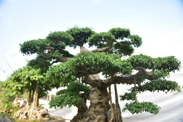 Trước khi về tay ông Hoà, tác phẩm sanh cổ có tên "Đệ nhất long". Ảnh: Dân Việt