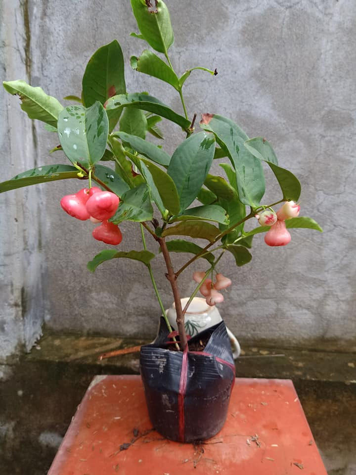 Không chỉ cho trái, ngày nay cây roi (ở miền Nam gọi là cây mận) còn được các nhà vườn đưa lên chậu thành bonsai đẹp mắt. Ảnh: Facebook