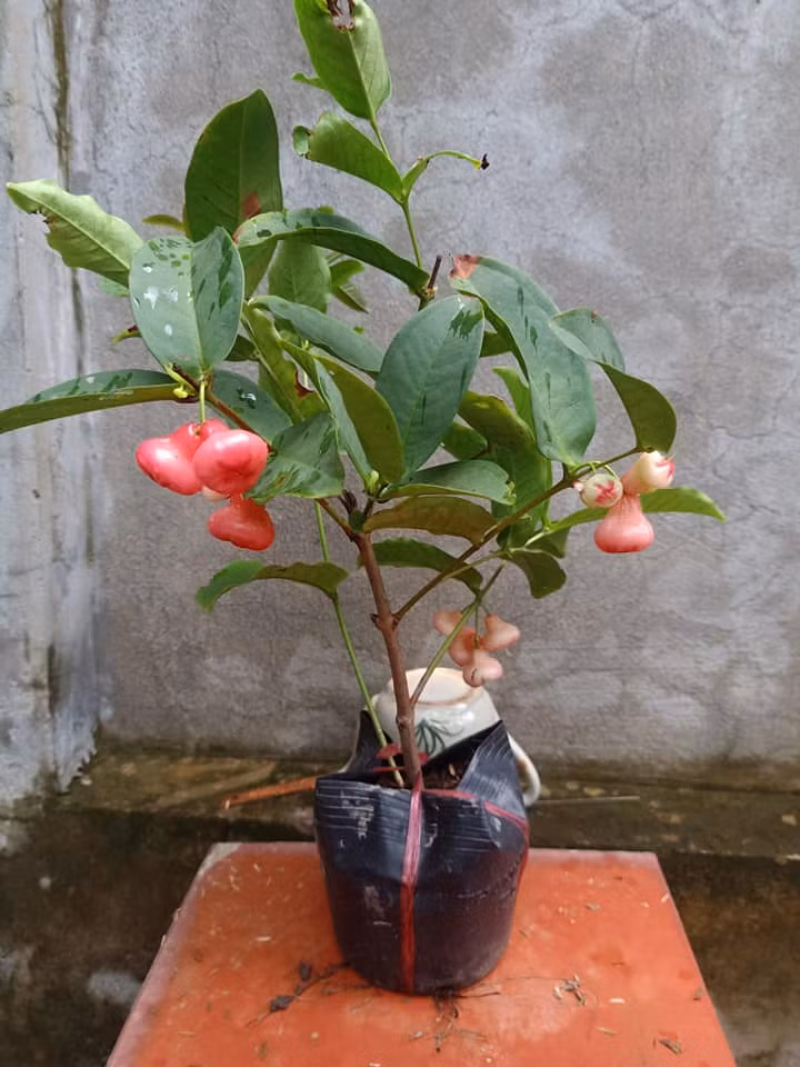 Doc dao man triu qua len chau thanh bonsai dep me ly