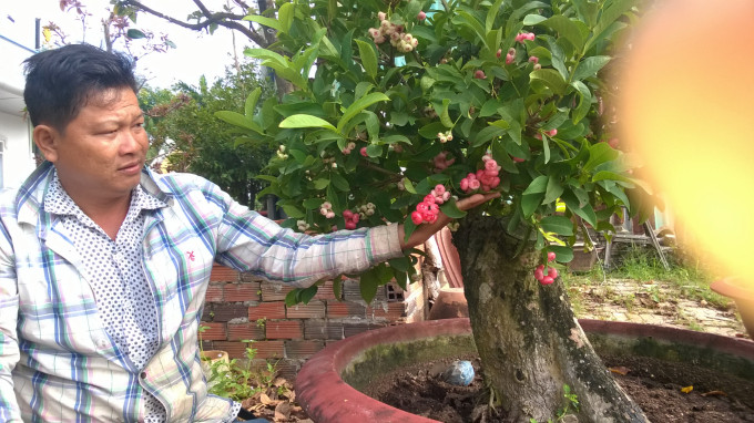 Mận bonsai là cây kiểng mới, lạ thu hút nhiều khách hàng. Ảnh: Nong nghiệp