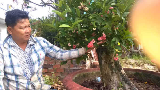 Mận bonsai là cây kiểng mới, lạ thu hút nhiều khách hàng. Ảnh: Nong nghiệp