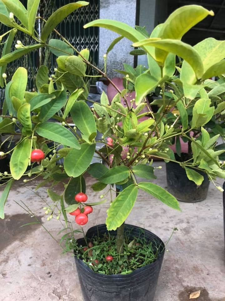 Khi còn nhỏ, mận hoàng yến cũng đã cho trái trĩu cành. Ảnh: Facebook