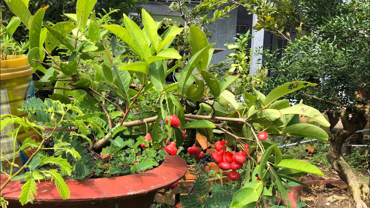 Dù trồng làm kiểng, nhưng người chơi vẫn có thể thưởng thức vị chua chua, ngọt ngọt của loại mận này. Ảnh: Youtube