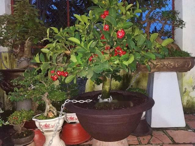 Khi cây phát triển mạnh mới bắt đầu ghép và chăm sóc, cắt tỉa, tán nhánh sao cho cân đối, hài hòa, giống như một cây cảnh bonsai. Ảnh: KenhgiaitrimienTay