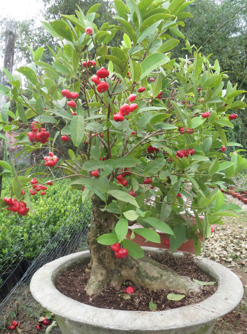 Muốn có một cây mận kiểng hoàn chỉnh, giàu ấn tượng nghệ thuật, người trồng phải mất nhiều thời gian và công sức. Trước hết là tìm mua những gốc mận già nua, cằn cổi, có dáng thế hùng mạnh. Ảnh: blogcaycanh