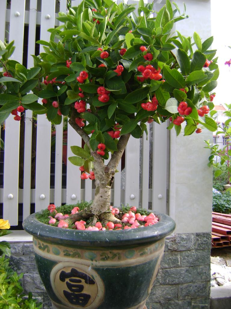 Mận hoàng yến có hình dáng từ thân cây đến lá, hoa… đều không khác những loại mận khác, duy chỉ có trái là kích thước nhỏ hơn nhiều lần và cho trái rất nhiều. Ảnh: Blogcaycanh