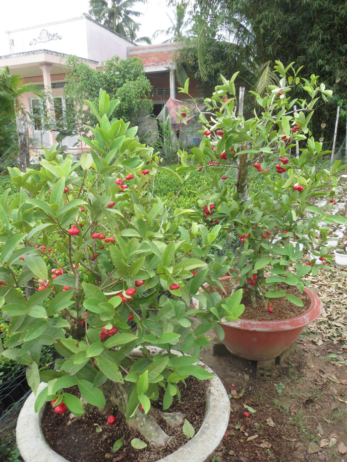 Trong đó, giống mận hoàng yến được lựa chọn nhiều hơn cả để tạo dáng làm kiểng. Ảnh: Dân Việt