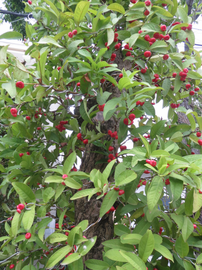 Tùy độ đẹp, lớn của gốc mận ghép và quy mô nhành, tược mà mỗi cây mận hoàng yến bonsai có giá từ trên 1 triệu đến vài chục triệu đồng. Ảnh: Nong nghiệp