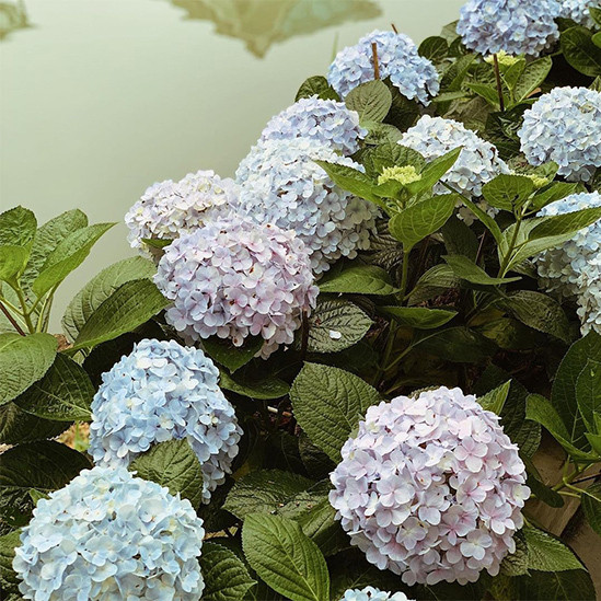 Á hậu Tú Anh trồng nhiều loại hoa, nhiều nhất là cẩm tú cầu để tô điểm cho ngôi nhà.