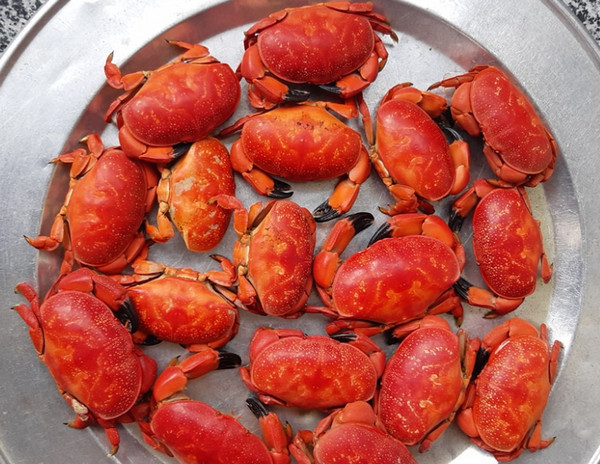 Ngoài ra, phổ biến nhất vẫn là cù kỳ đỏ, giá từ 80.000-100.000 đồng/kg, tùy mùa. Cù kỳ đỏ ăn hơi cứng nhưng có gạch nhiều, thơm và ngậy. Ảnh: Vietnamnet