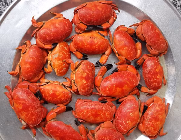 Ngoài ra, phổ biến nhất vẫn là cù kỳ đỏ, giá từ 80.000-100.000 đồng/kg, tùy mùa. Cù kỳ đỏ ăn hơi cứng nhưng có gạch nhiều, thơm và ngậy. Ảnh: Vietnamnet