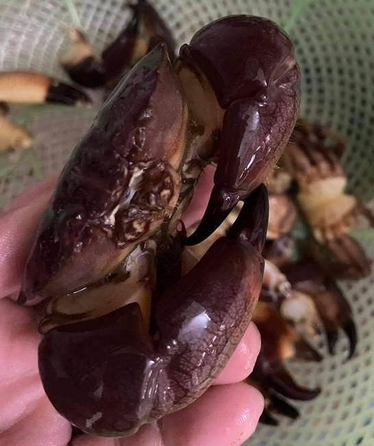 Trong khi đó, cù kỳ nâu, ăn không ngon bằng cù kỳ đen, giá từ 100.000-130.000 đồng/kg. Ảnh: Dân Việt