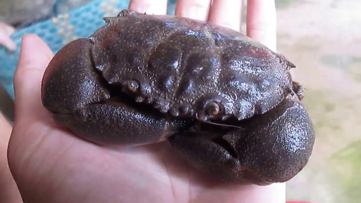 Cù kỳ có nhiều loại nhưng ngon nhất là cù kỳ đen hay còn gọi là cù kỳ lông do rất hiếm và khó đánh bắt. Cù kỳ đen có giá dao động từ 190.000-250.000 đồng/kg. Ảnh: Tieudung