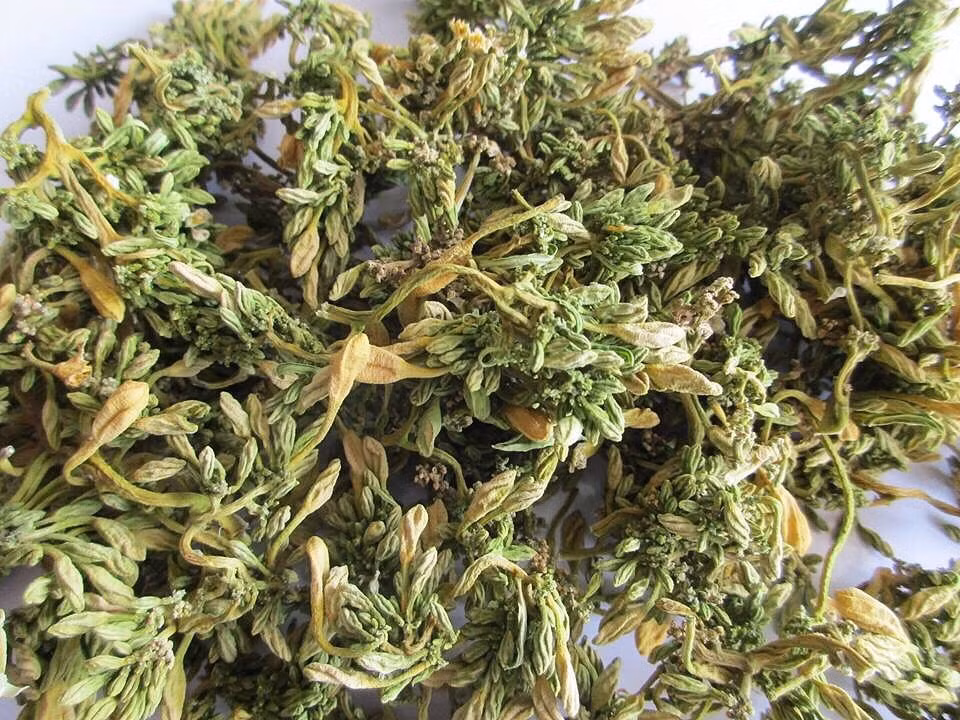 Trong khi đó, hoa đu đủ đực sấy khô còn có giá lên tới 600.000 - 800.000 đồng/kg. Thậm chí, có thời điểm khan hàng giá còn lên tới hơn 1 triệu đồng/kg. Ảnh: Vietnamnet